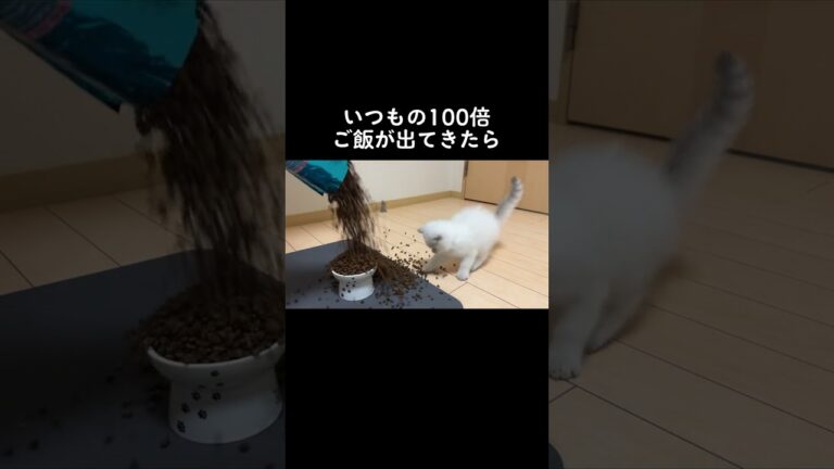 いつもの100倍ご飯が出てきた時の子猫の反応がこちら #shorts #cutecat #neko #animals #cat #pets #猫 #kitten #britishshorthair