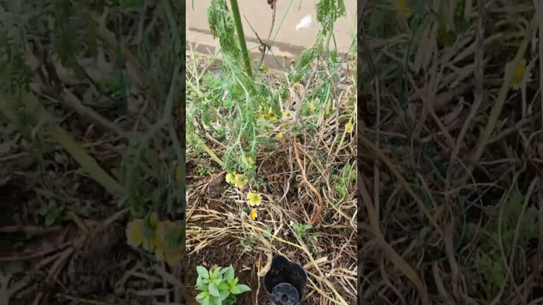 2023年5月20日、モロヘイヤ、ツルムラサキ、三つ葉植え付けVLOG