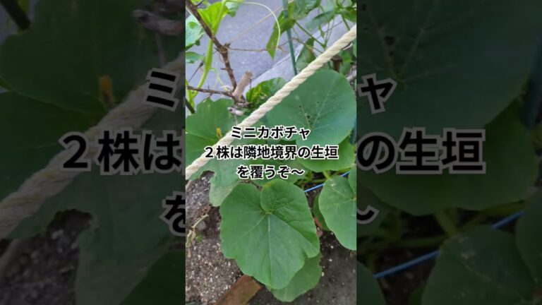 🎃カボチャ4株「空中栽培」で子蔓の行き先、ズッキーニ収穫#shortsyoutube #ポタジェガーデン #家庭菜園 #トカイナカ#空中栽培