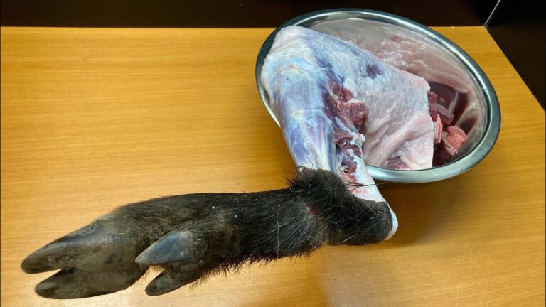 ワイルドボアの生姜焼きをハイボールでキメるだけの動画