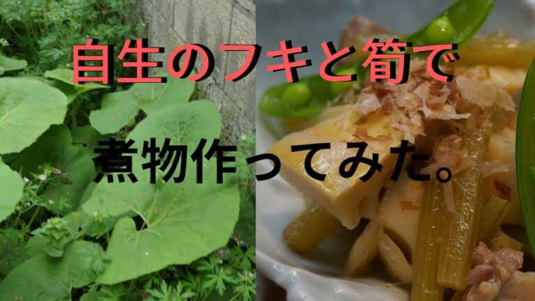 自生のフキと筍で煮物作ってみた！まかないチャレンジ