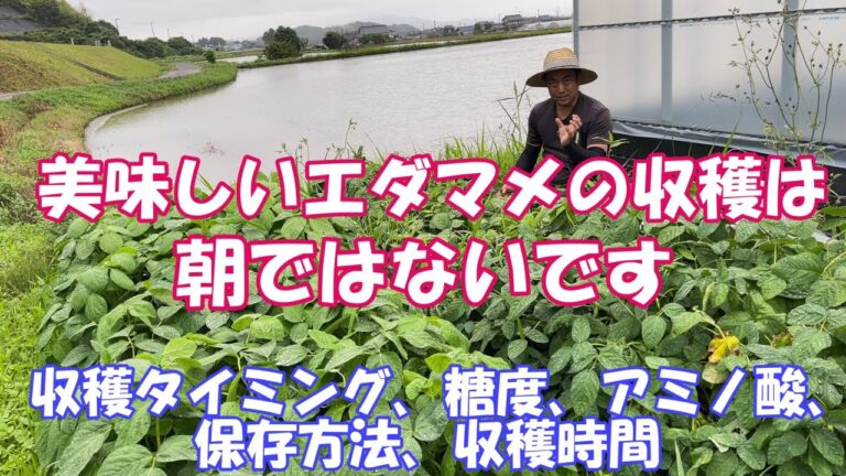 エダマメの美味しさは糖分とアミノ酸です。その成分が多い時期、減らしにくい方法を紹介します。