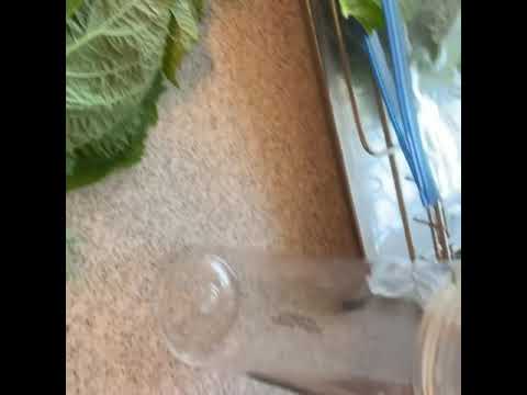 超簡単青シソのドレッシング