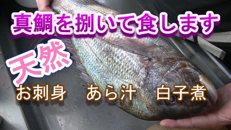 真鯛捌いて食します　刺身　白子煮つけ　あら汁　干しホタルイカ