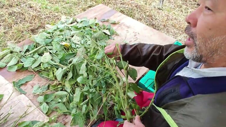 黒豆の枝豆のもぎ方Part2