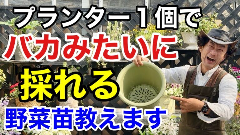 だまされるな！実は本当にプランターで育つ野菜はコレだけです　　【カーメン君】【園芸】【ガーデニング】【初心者】