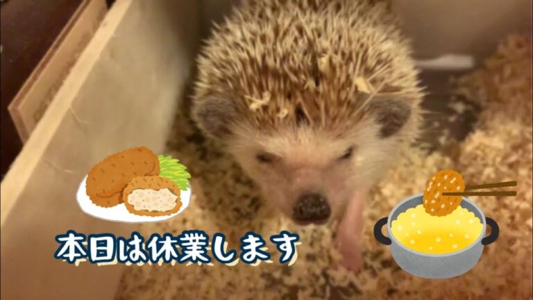 本日はお休みします。