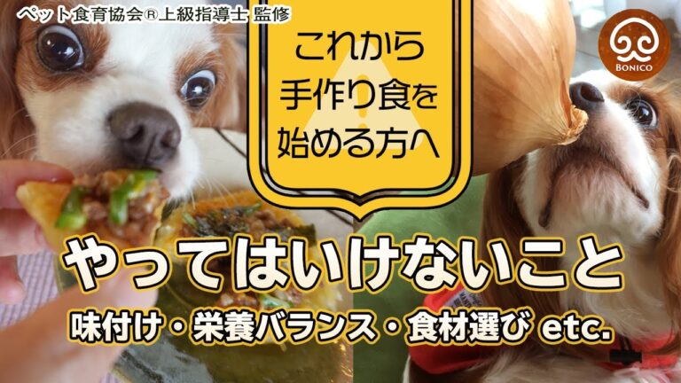 【初心者必見】犬の手作りご飯、気をつけたい５つのこと