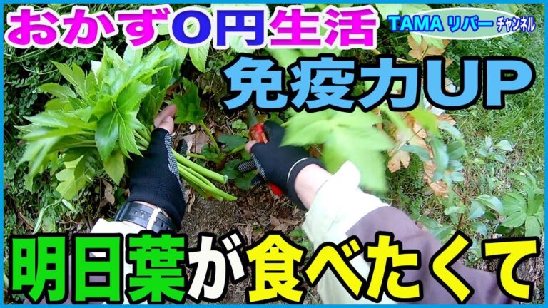 【おかず0円生活】たまに明日葉が食べたくなる