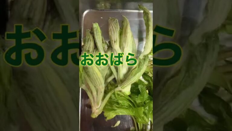 帰りが遅い嫁に作る晩飯【山菜×パスタ】 #shorts  #コシアブラ