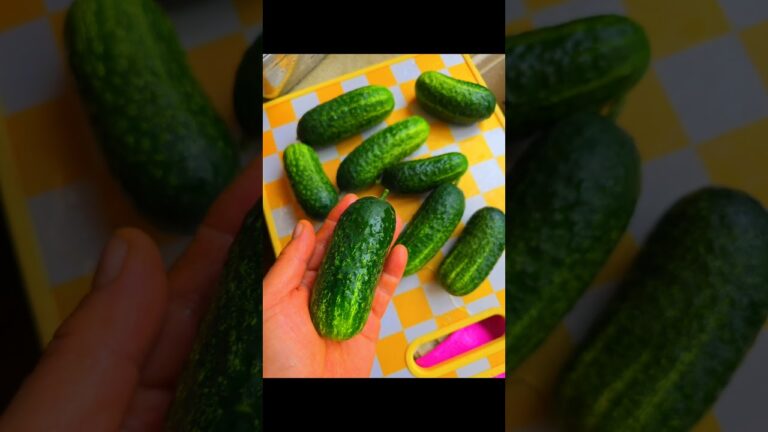 Making Cucumber Pickles #cucumber #cooking #food #pickle