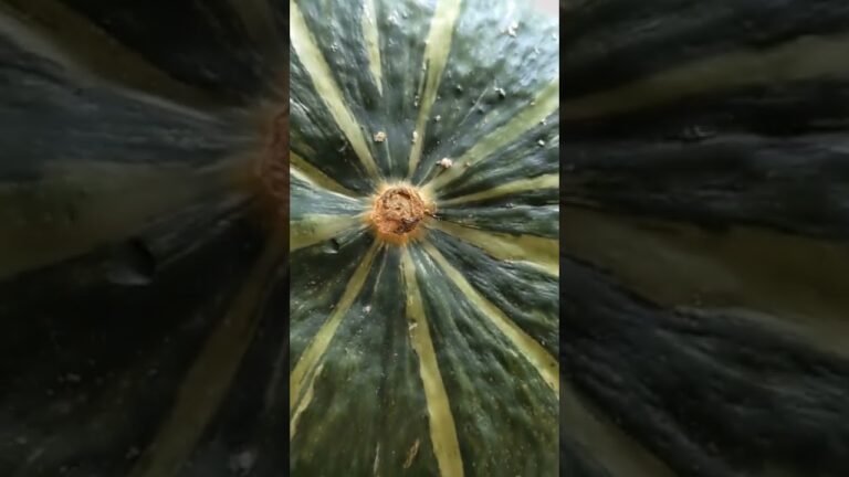 カボチャの新鮮な野菜の見分け方。