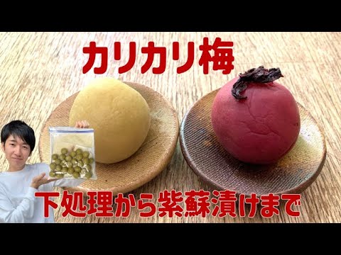 【ジップロックで】1年経ってもカッリカリ！「梅農家」が梅選びからレクチャー