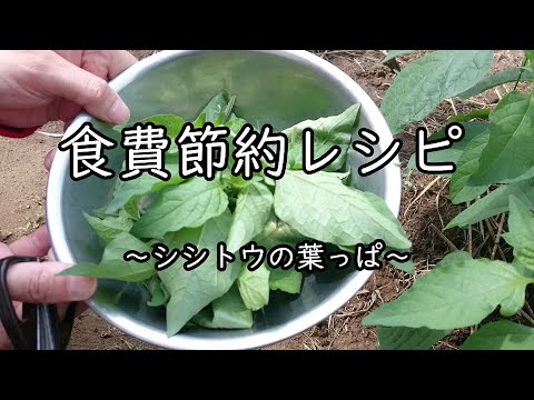 【暮らしのvlog】～食費節約レシピ～ シシトウの葉っぱを食べました。
