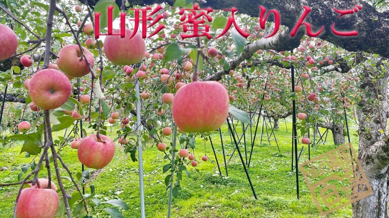 サンふじ 煮りんご レシピ