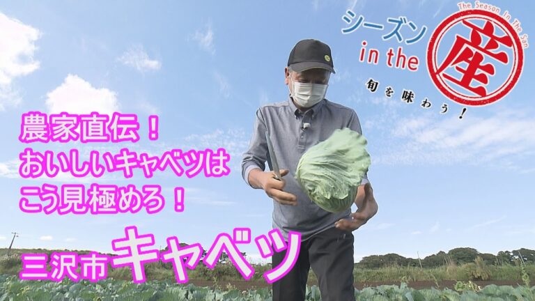 シーズンinthe産「三沢市・キャベツ」【農家直伝！おいしい見分け方】Vol.52