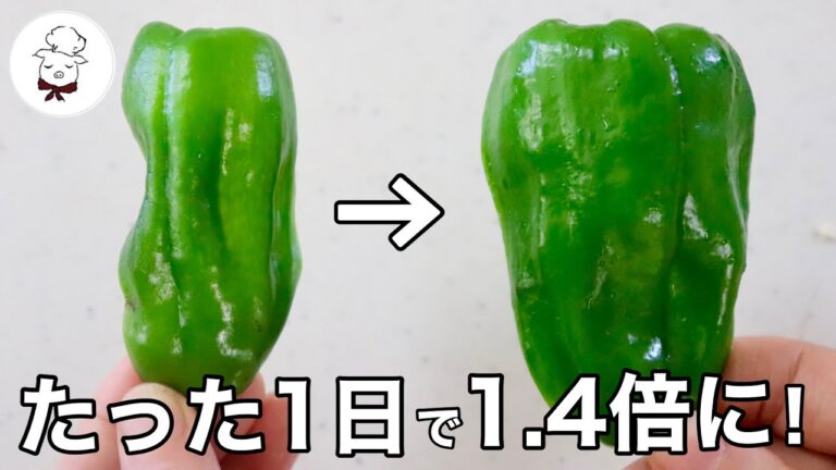 放って置くだけで大きくなりました。これは何よりもお得です。ジューシーでパリパリ！美味しいピーマンになる。