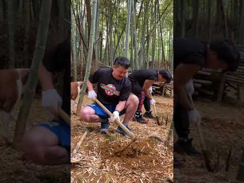 購入した山でタケノコ掘り！ランズエンドキャンプ場まもなくオープン！#Shorts