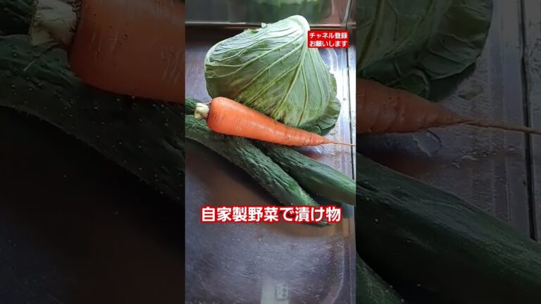 自家製無農薬野菜で漬け物#胡瓜#キャベツ#人参#塩#漬物器#あっさり