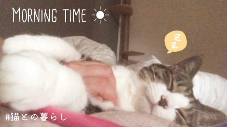 猫と暮らす休日の朝🐈✨お出かけまでの準備時間🕰