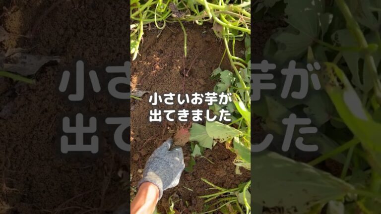 さつまいも収穫 #shorts  #shortsfeed #shortsvideo