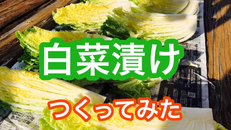 白菜漬け　つくってみた