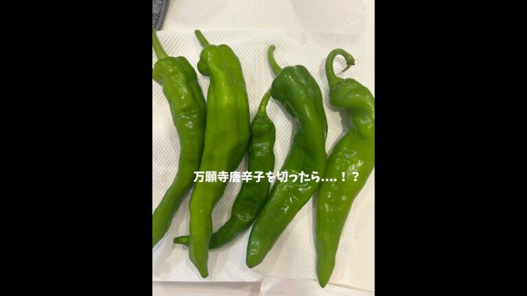 万願寺唐辛子を切った結果....！ #野菜  #調理 #料理 #笑顔  #ほっこり