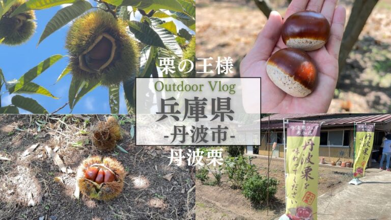 兵庫観光【丹波市】栗の秋祭り！栗の王様、丹波栗拾いを満喫/福田観光栗園