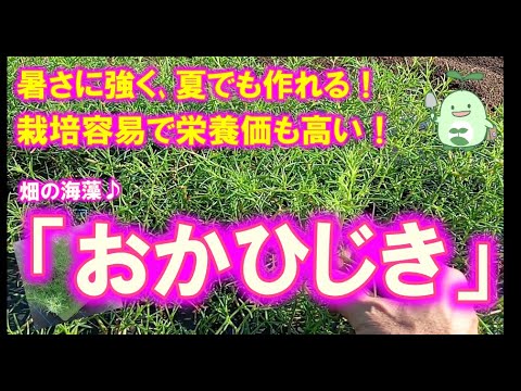 家庭菜園でも栽培できる！暑さに強く、夏でも作れる畑の海藻！「おかひじき」のご紹介♪