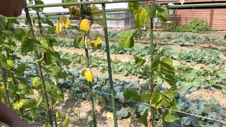 やらず豆の収穫（まめ採り編）