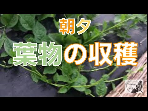 ツルムラサキ・モロヘイヤ・空芯菜の収穫🌿約３反７畝・第五圃場のご紹介🚜【自然栽培・家庭菜園】