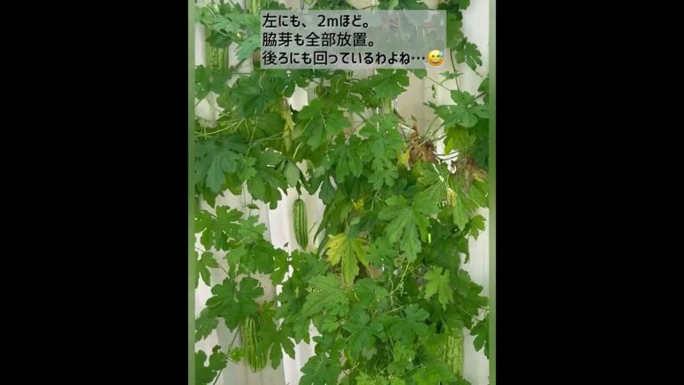 【ガーデニング】庭にゴーヤを1苗植えたらこれだけ育ちました