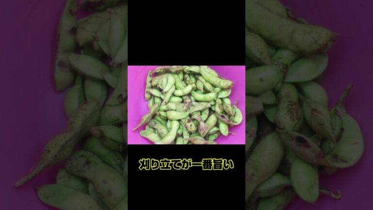 超簡単カリカリチーズ枝豆#キャンプ #キャンプ飯#おつまみ#チーズ#ビール#枝豆#ワイン