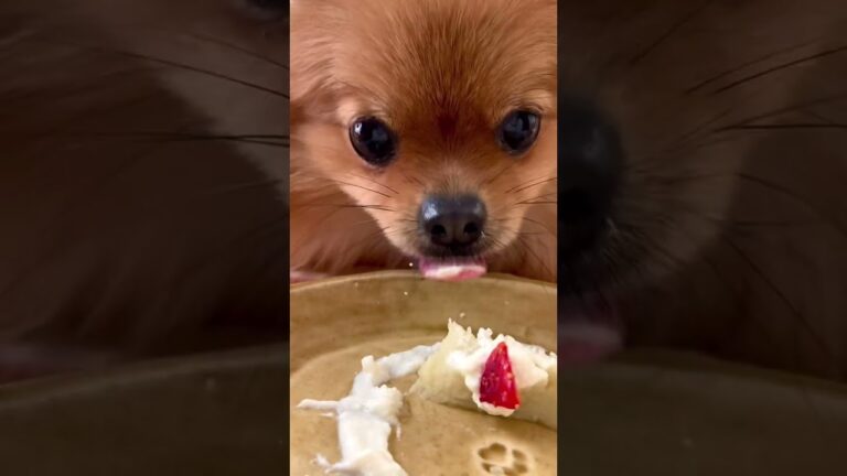 手作りさつまいもケーキ🍰#ポメラニアン#犬