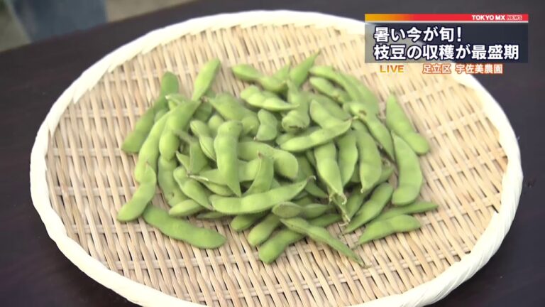 今が旬！枝豆の収穫が最盛期　東京・足立区