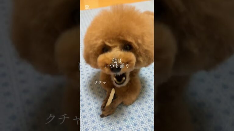 唐揚げチューリップ#トイプー #かわいい #トリミング #スッキリ #からあげ  #チキン足#親ばか #shorts