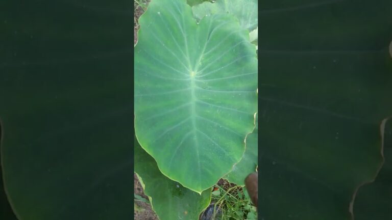 巨大な緑色の里芋の葉っぱに霧吹きするとこうなります