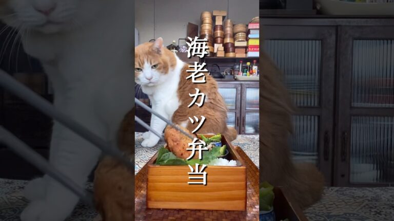 海老カツ弁当#お弁当詰め方動画#猫とお弁当