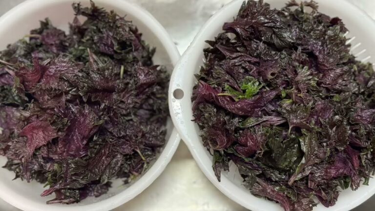 赤紫蘇ビネガードリンク 飲みたかったから！！　　砂糖不使用  みりんのお酢で健康  2025.6.14