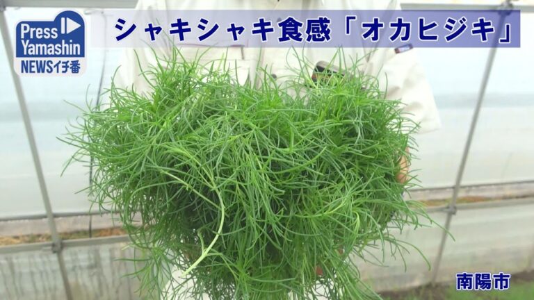 シャキシャキ食感「オカヒジキ」　南陽市