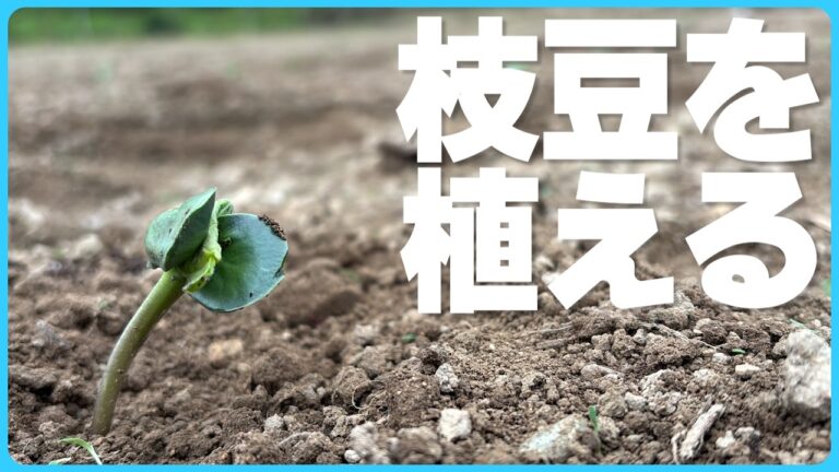 【家庭菜園】枝豆を植えるよ
