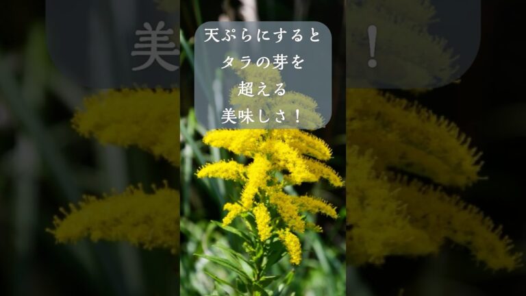 【野草術】実はタラの芽を超える美味しさ！セイタカアワダチソウの天ぷら#shorts