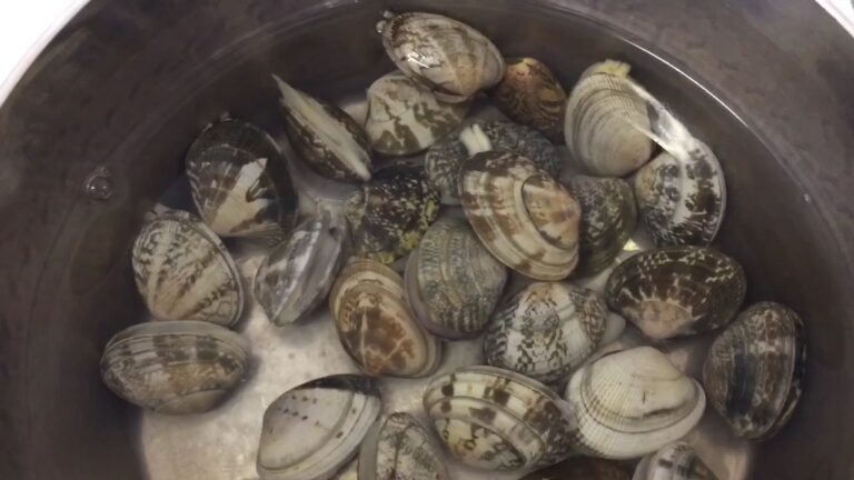 あさりの砂出し50℃のお湯ですぐ