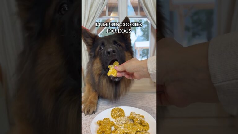 愛犬にぴったりの最高のパンプキンクッキー！#ジャーマンシェパード #犬 #レシピ