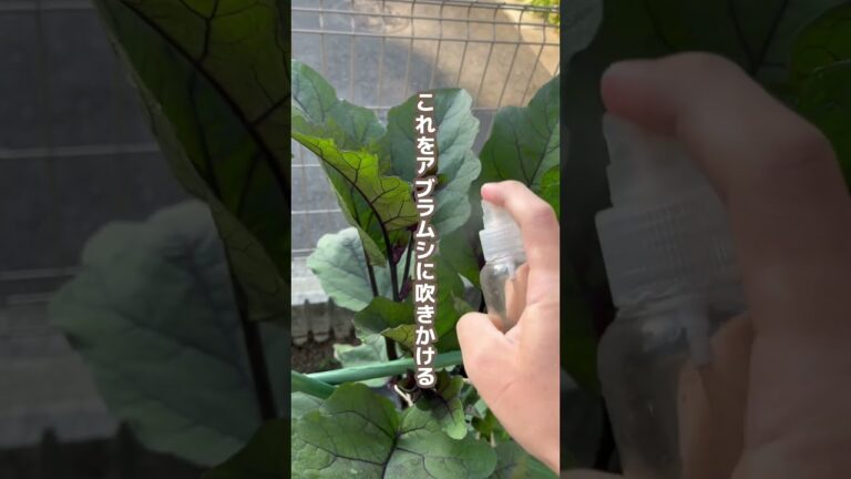 知ってると得するアブラムシ対策3選#youtubeshorts #家庭菜園 #ガーデニング #アブラムシ