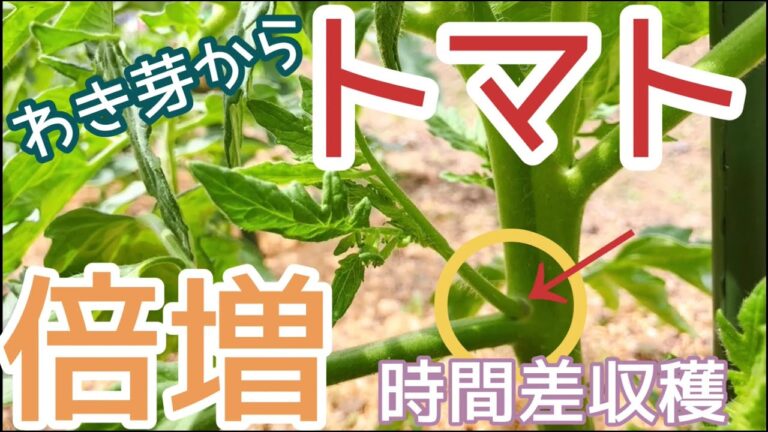 トマトの脇芽から苗を育てる裏技　トマトを増やしたい方必見⭐︎脇芽の見分け方や脇芽かきの方法①  2022年
