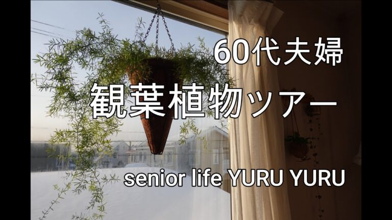 【シニアライフ】観葉植物の紹介パート２、夫の自立を考える、ゆるゆる料理