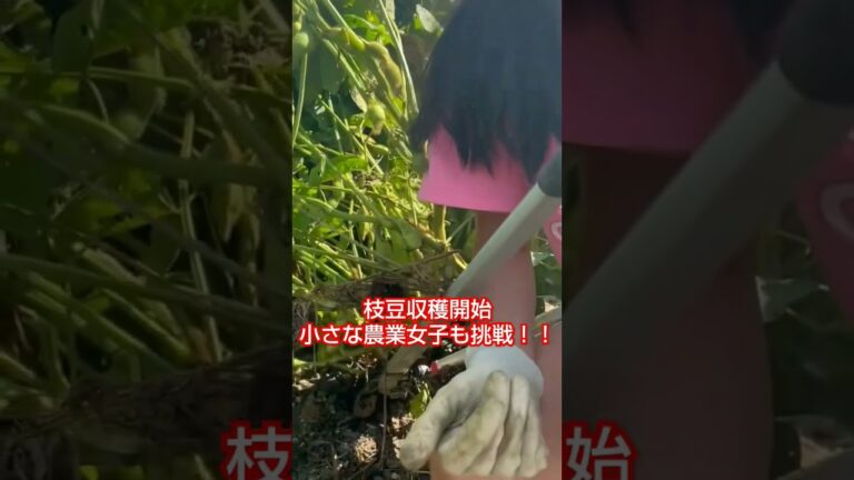 丹波黒豆枝豆収穫開始！🎥動画提供🎥農家の娘👩‍🌾Naoさん。（カット、BGM編集済み）#枝豆 #収穫 #農家 #農園 #農業女子 #農girl農life
