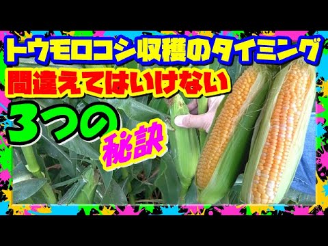 【トウモロコシの収穫】時期タイミング適期を見逃すな!! ３つの秘技公開!! ヒゲには騙されるな!!