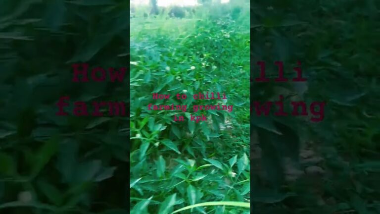 how to chilli grow in kpk farming business #viralshort #villagelife #shortclip #vlogger #yt